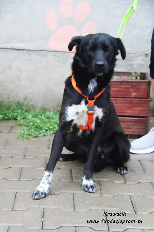Pies do adopcji, Nowy Dwór Mazowiecki, 29 sierpnia 2022 (2/5)