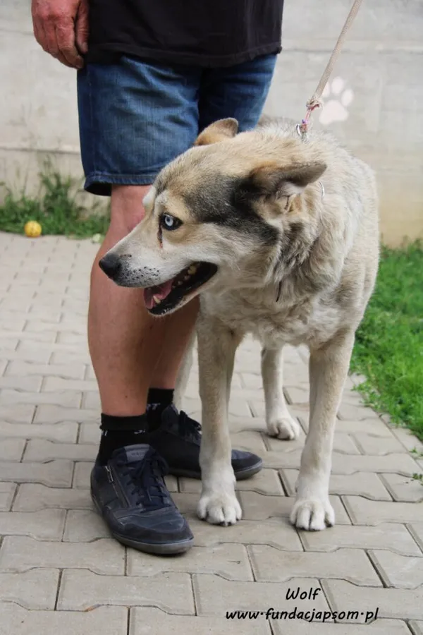 Pies do adopcji, Nowy Dwór Mazowiecki, 12 sierpnia 2022 (2/5)