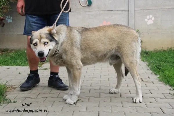 Pies do adopcji, Nowy Dwór Mazowiecki, 12 sierpnia 2022 (5/5)