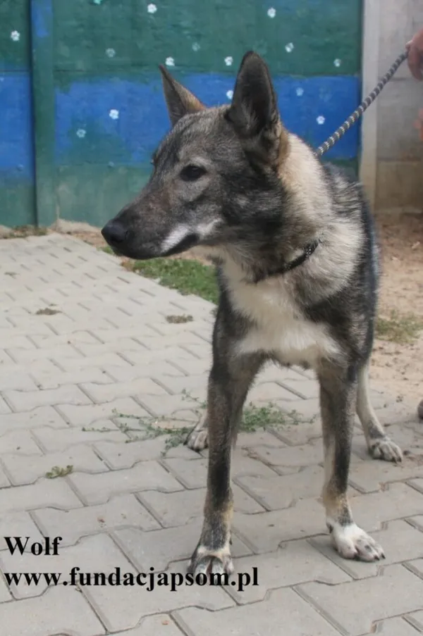 Pies do adopcji, Nowy Dwór Mazowiecki, 25 sierpnia 2025 (2/5)