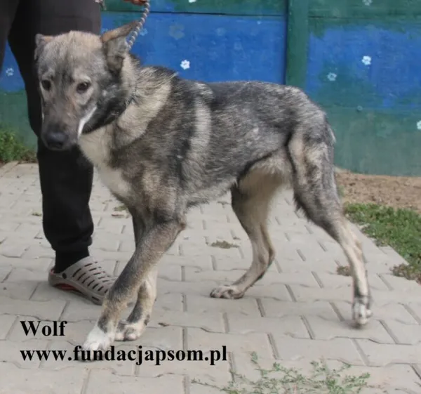 Pies do adopcji, Nowy Dwór Mazowiecki, 25 sierpnia 2025 (5/5)