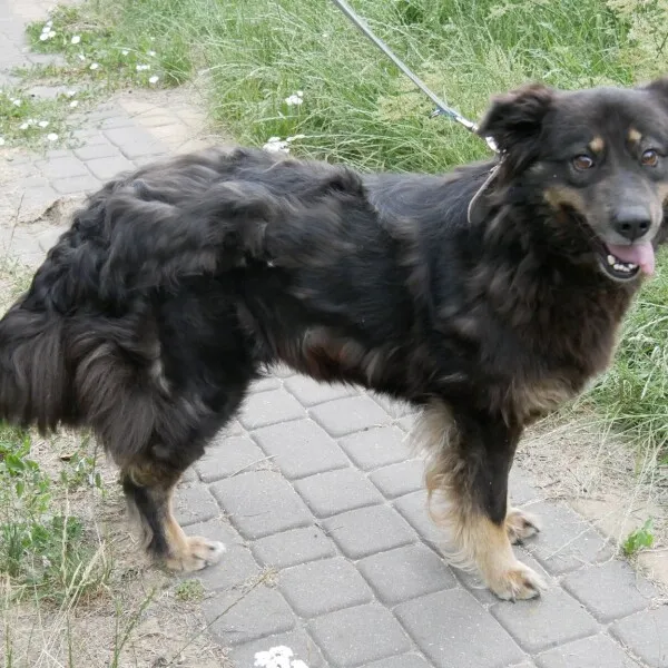 Pies do adopcji, Nowy Dwór Mazowiecki, 26 lipca 2022 (2/5)