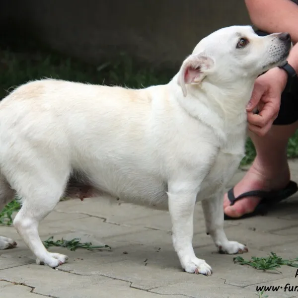 Pies do adopcji, Nowy Dwór Mazowiecki, 29 czerwca 2022 (1/5)