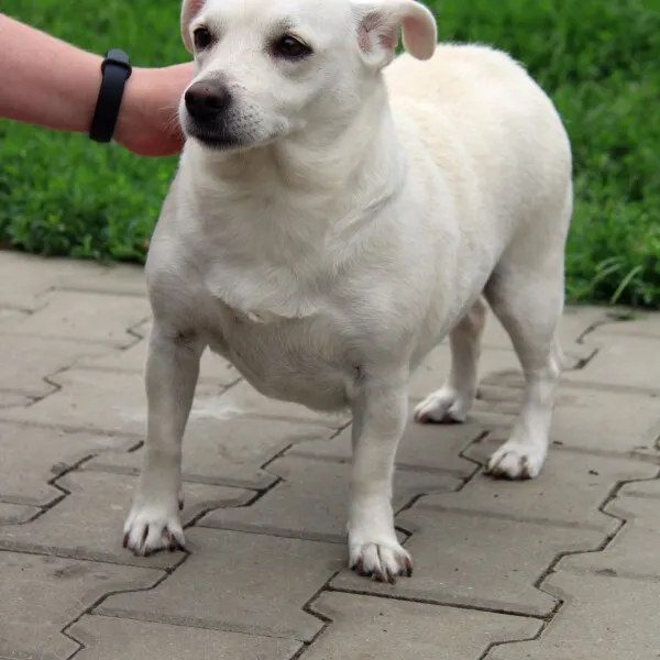 Pies do adopcji, Nowy Dwór Mazowiecki, 29 czerwca 2022 (2/5)