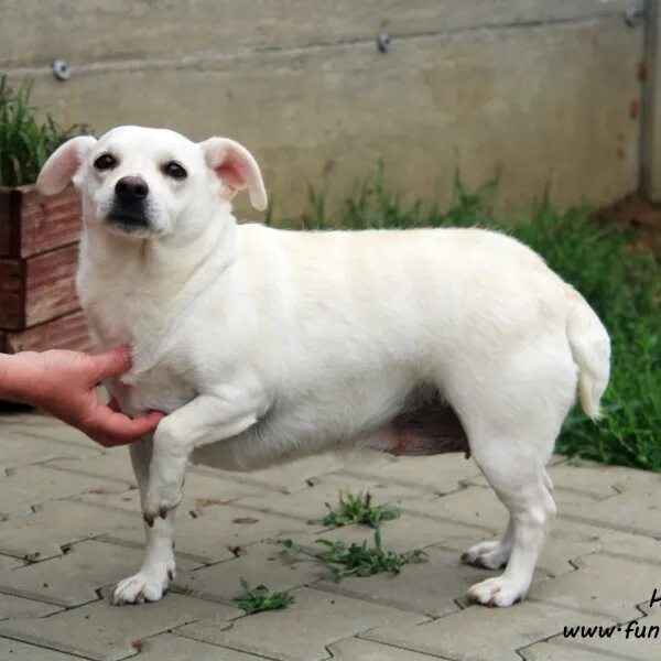 Pies do adopcji, Nowy Dwór Mazowiecki, 29 czerwca 2022 (4/5)