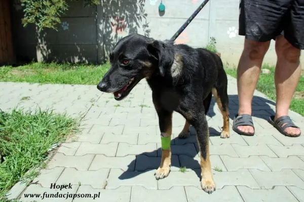 Pies do adopcji, Nowy Dwór Mazowiecki, 24 czerwca 2022 (2/5)