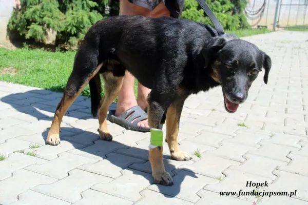 Pies do adopcji, Nowy Dwór Mazowiecki, 24 czerwca 2022 (4/5)
