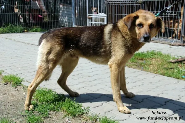 Pies do adopcji, Nowy Dwór Mazowiecki, 13 czerwca 2022 (1/5)