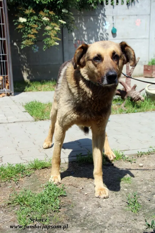 Pies do adopcji, Nowy Dwór Mazowiecki, 13 czerwca 2022 (2/5)
