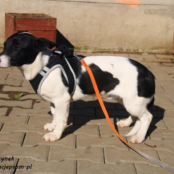 Pies do adopcji, Nowy Dwór Mazowiecki, 10 czerwca 2022 (2/5)