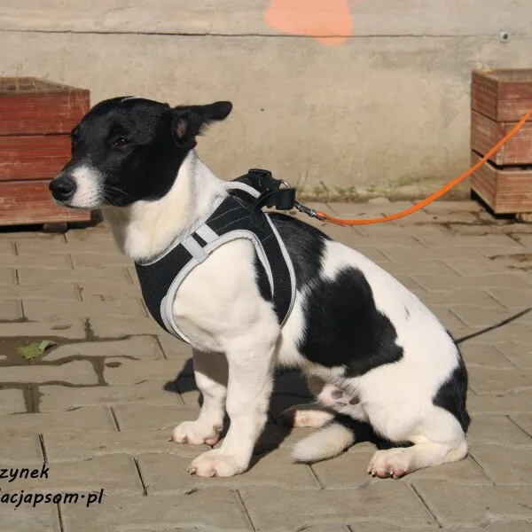Pies do adopcji, Nowy Dwór Mazowiecki, 10 czerwca 2022 (4/5)
