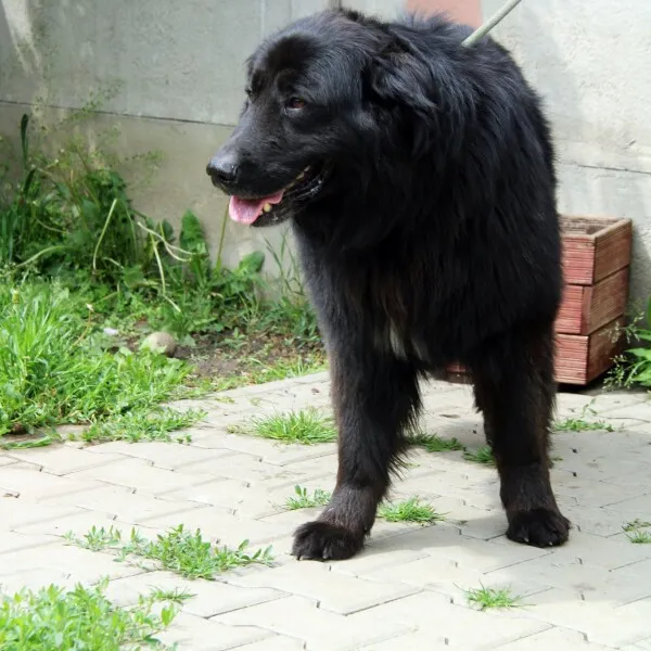 Pies do adopcji, Nowy Dwór Mazowiecki, 9 czerwca 2022 (1/5)