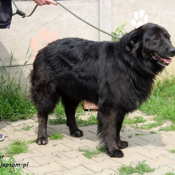 Pies do adopcji, Nowy Dwór Mazowiecki, 9 czerwca 2022 (5/5)