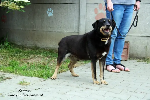 Pies do adopcji, Nowy Dwór Mazowiecki, 8 czerwca 2022 (2/5)