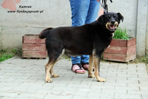 Pies do adopcji, Nowy Dwór Mazowiecki, 8 czerwca 2022 (3/5)