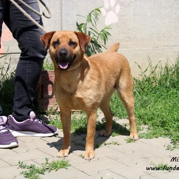 Pies do adopcji, Nowy Dwór Mazowiecki, 4 czerwca 2022 (2/5)