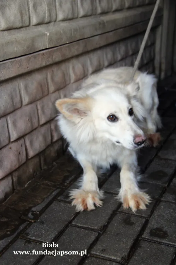 Pies do adopcji, Nowy Dwór Mazowiecki, 3 czerwca 2022 (2/5)