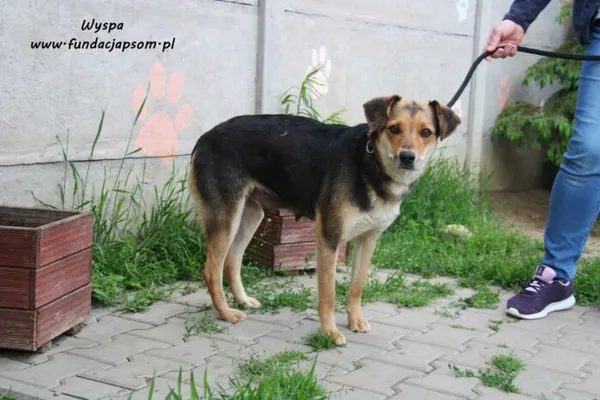 Pies do adopcji, Nowy Dwór Mazowiecki, 1 czerwca 2022 (1/5)