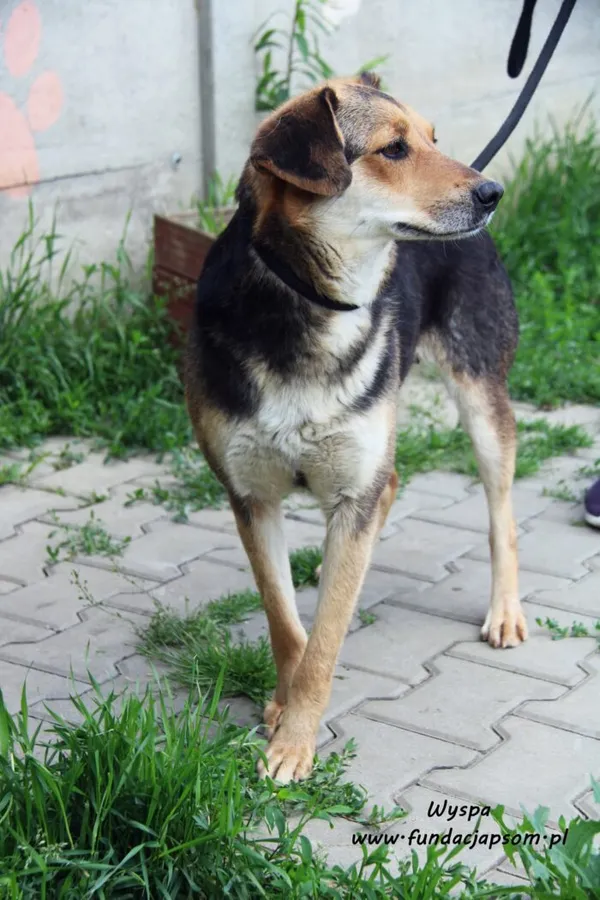 Pies do adopcji, Nowy Dwór Mazowiecki, 1 czerwca 2022 (2/5)