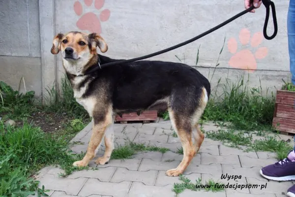 Pies do adopcji, Nowy Dwór Mazowiecki, 1 czerwca 2022 (3/5)