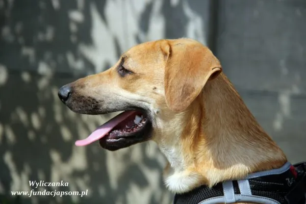 Pies do adopcji, Nowy Dwór Mazowiecki, 1 czerwca 2022 (4/5)