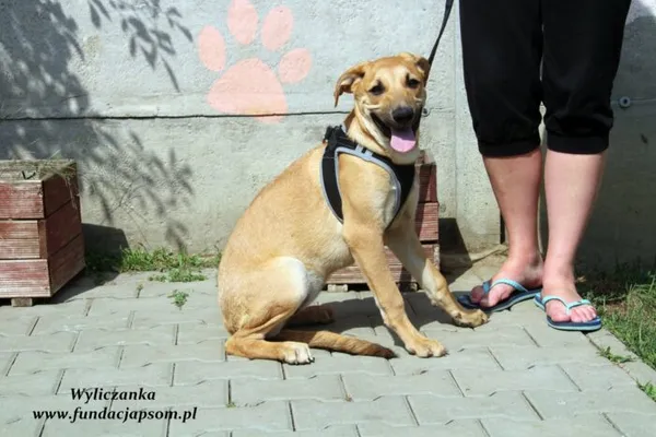 Pies do adopcji, Nowy Dwór Mazowiecki, 1 czerwca 2022 (5/5)