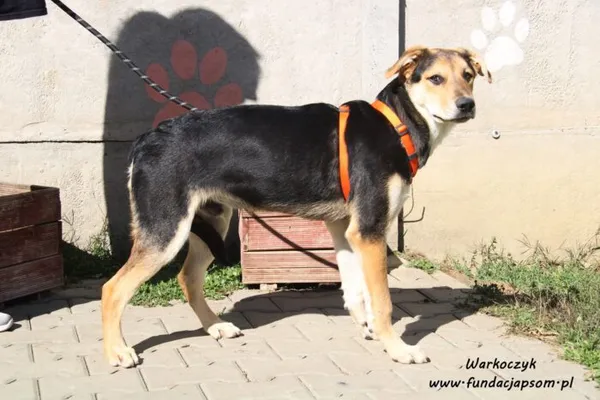 Pies do adopcji, Nowy Dwór Mazowiecki, 31 maja 2022 (1/5)