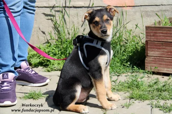 Pies do adopcji, Nowy Dwór Mazowiecki, 31 maja 2022 (2/5)
