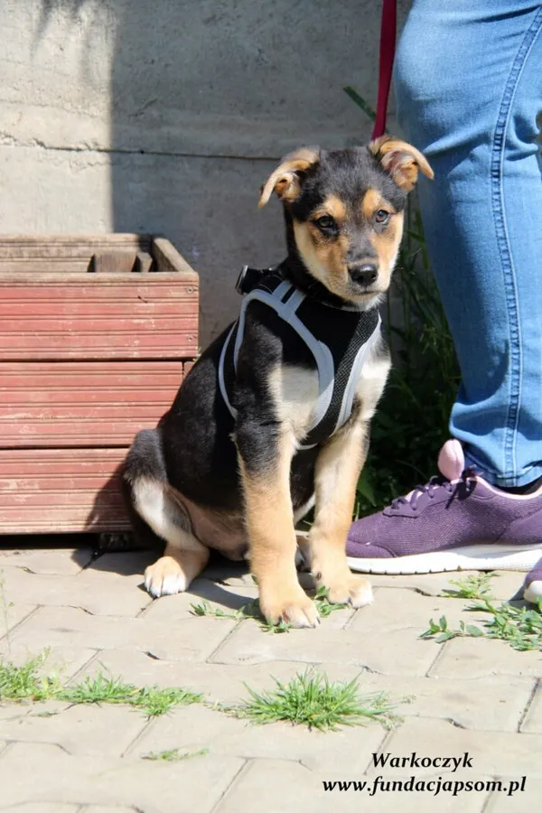 Pies do adopcji, Nowy Dwór Mazowiecki, 31 maja 2022 (3/5)