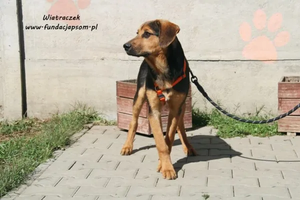 Pies do adopcji, Nowy Dwór Mazowiecki, 31 maja 2022 (1/5)