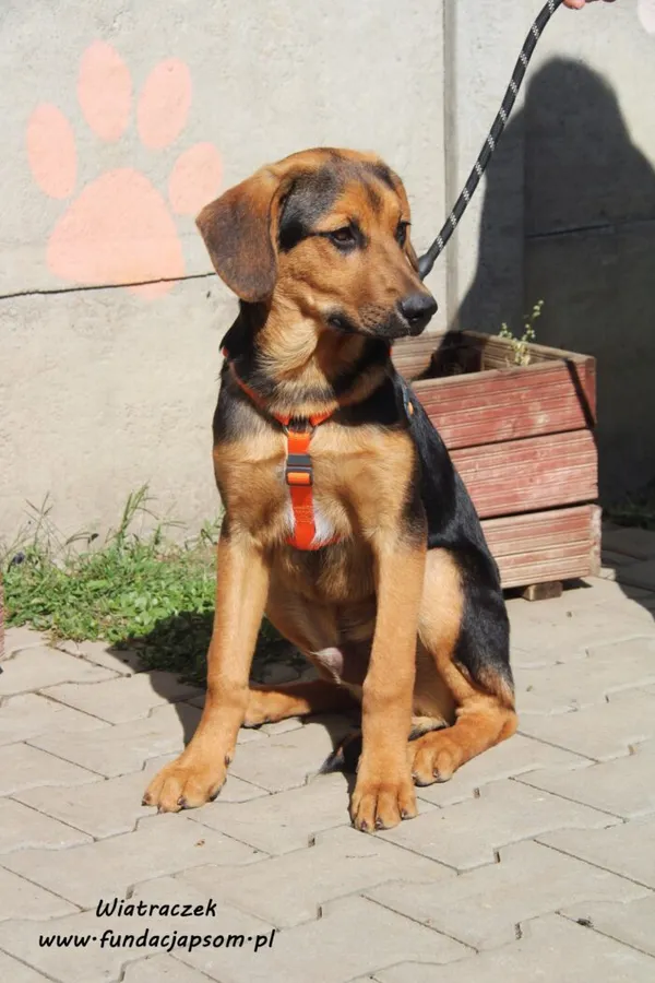 Pies do adopcji, Nowy Dwór Mazowiecki, 31 maja 2022 (2/5)