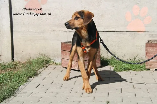 Pies do adopcji, Nowy Dwór Mazowiecki, 31 maja 2022 (4/5)