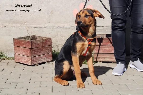 Pies do adopcji, Nowy Dwór Mazowiecki, 31 maja 2022 (5/5)