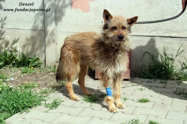 Pies do adopcji, Nowy Dwór Mazowiecki, 17 maja 2022 (2/5)