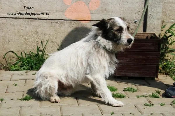 Pies do adopcji, Nowy Dwór Mazowiecki, 11 maja 2022 (1/5)