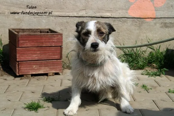 Pies do adopcji, Nowy Dwór Mazowiecki, 11 maja 2022 (4/5)