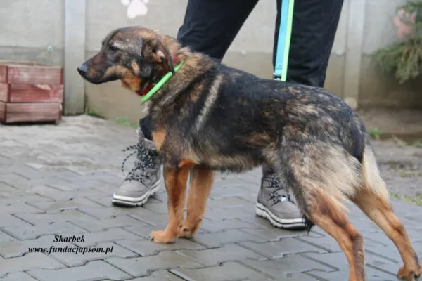 Pies do adopcji, Nowy Dwór Mazowiecki, 11 maja 2022 (1/5)