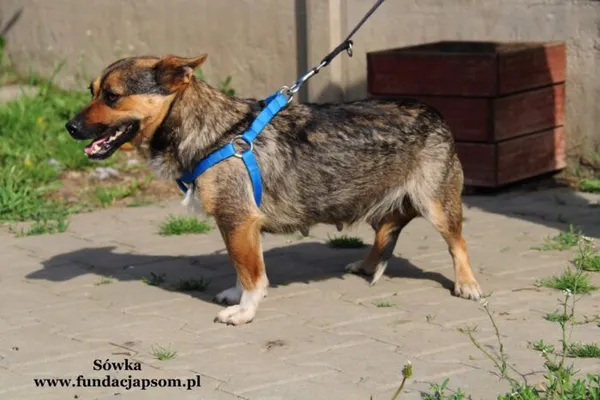 Pies do adopcji, Nowy Dwór Mazowiecki, 11 maja 2022 (2/5)