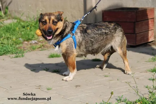 Pies do adopcji, Nowy Dwór Mazowiecki, 11 maja 2022 (3/5)