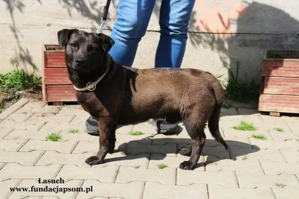 Pies do adopcji, Nowy Dwór Mazowiecki, 5 maja 2022 (1/5)