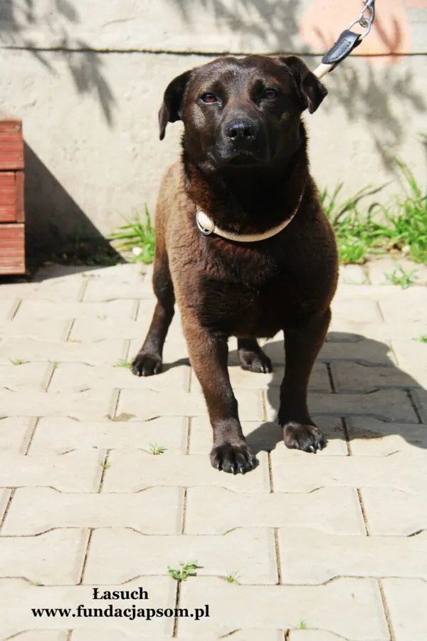 Pies do adopcji, Nowy Dwór Mazowiecki, 5 maja 2022 (5/5)