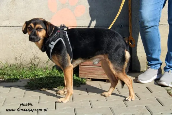 Pies do adopcji, Nowy Dwór Mazowiecki, 27 kwietnia 2022 (1/5)