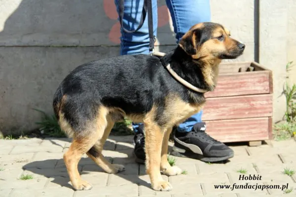 Pies do adopcji, Nowy Dwór Mazowiecki, 27 kwietnia 2022 (2/5)