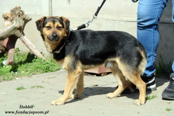 Pies do adopcji, Nowy Dwór Mazowiecki, 27 kwietnia 2022 (3/5)