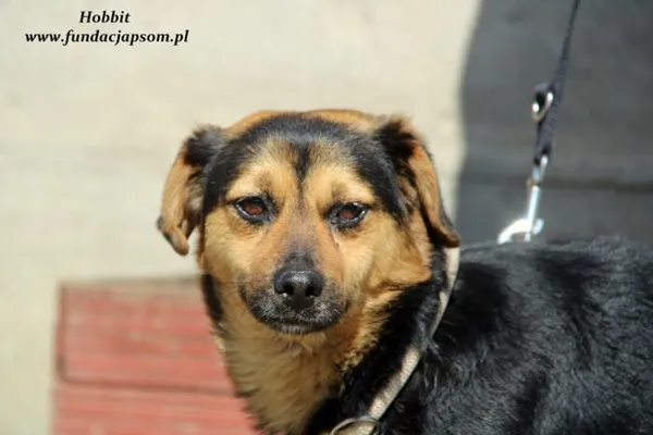 Pies do adopcji, Nowy Dwór Mazowiecki, 27 kwietnia 2022 (4/5)