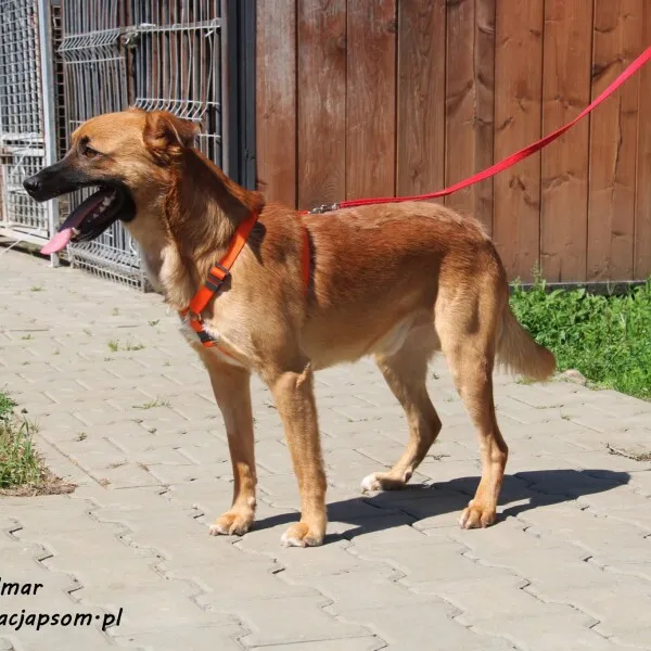 Pies do adopcji, Nowy Dwór Mazowiecki, 8 kwietnia 2022 (3/5)