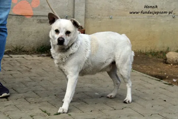 Pies do adopcji, Nowy Dwór Mazowiecki, 5 kwietnia 2022 (1/5)