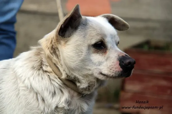 Pies do adopcji, Nowy Dwór Mazowiecki, 5 kwietnia 2022 (2/5)