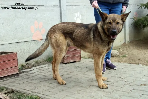 Pies do adopcji, Nowy Dwór Mazowiecki, 4 kwietnia 2022 (2/5)