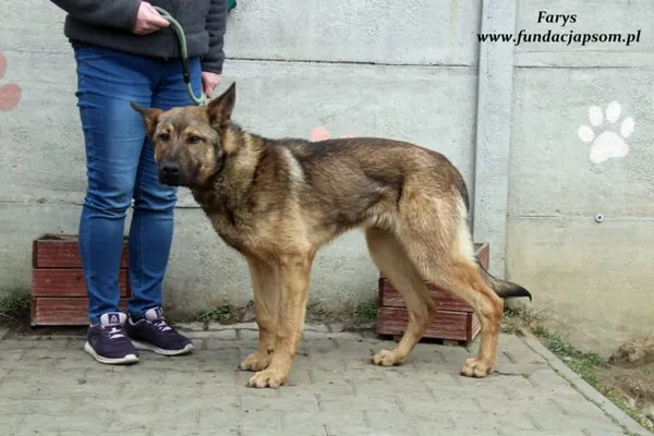 Pies do adopcji, Nowy Dwór Mazowiecki, 4 kwietnia 2022 (4/5)